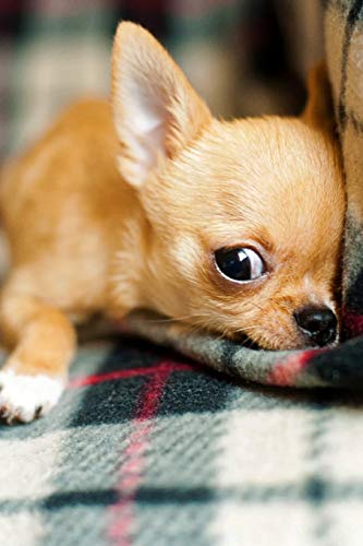 Chihuahua: Notebook with Puppies for Girls Kids Adults. for Drawing Coloring and Writing. Cute Puppy Composition Notebook (Colorful Cover. Blank. 11
