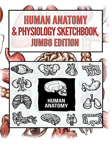 Human Anatomy Sketchbook. Jumbo Edition