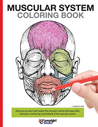 Muscular System Coloring Book: With colored illustrations like what you see on the back page
