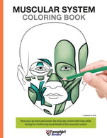 Muscular System Coloring Book: Now you can learn and master the muscular system with ease while having fun